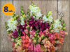 ANTIRRHINUM MAJUS MADAME BUTTERFLY MIX 8 SZTUK